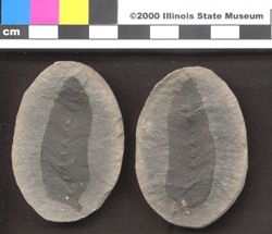 Small image of specimen