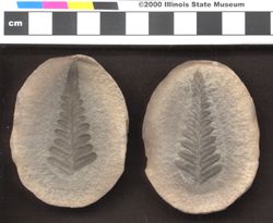 Small image of specimen