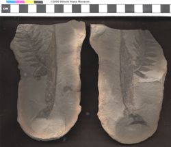 Small image of specimen