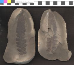 Small image of specimen
