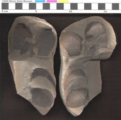Small image of specimen