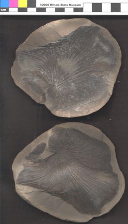 Small image of specimen
