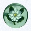 Miniature Lampworked White BlossomFrancePantin (attributed), circa 1845-55Diameter: 4.5 cm (1 3/4 inches)(702472)Miniature weight with a lampworked white flower blossom resembling a magnolia; deeply cupped petals with a yellow center cane; four green leaves and small stem