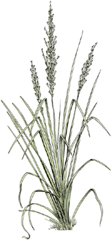 dune plant 