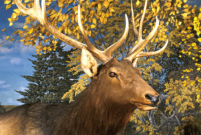 elk exhibit detail