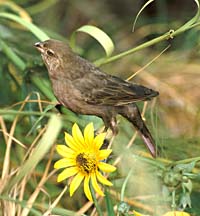 cowbird from Prairie Exhibit<br> Illinois State Museum