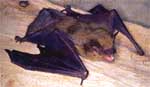 Big Brown Bat