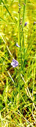 Campanula rotundifolia