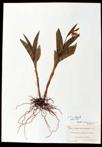 Cypripedium Herb Sheet