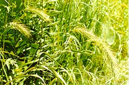 Elymus canadensis