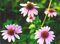 Echinacea purpurea