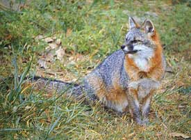 Gray Fox