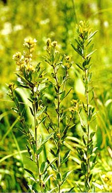 Lespedeza capitata