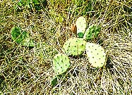 Opuntia humifusa 