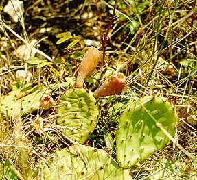 Opuntia humifusa with fruits