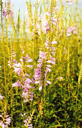 Physostegia virginiana