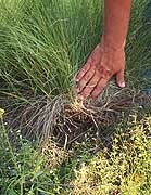 Damaged Prairie dropseed