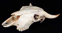 Bison Skull