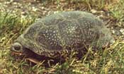 Blanding's Turtle