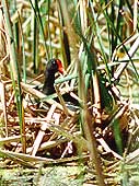 Common Moorhen