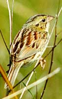 Henslow's Sparrow