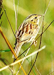 Henslow's Sparrow