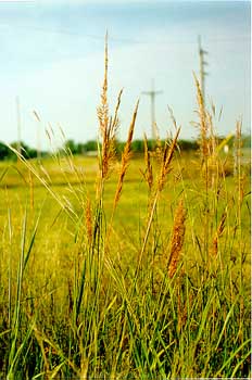 Indian grass