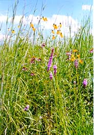 Prairie Grasses