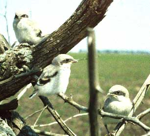 Loggerhead Shrikes