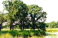 Oaks near water