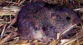 Prairie Vole