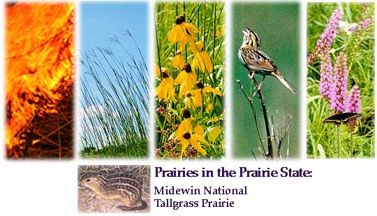 Prairie Collage