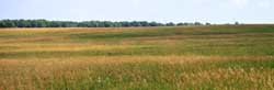 Prairie Landscape