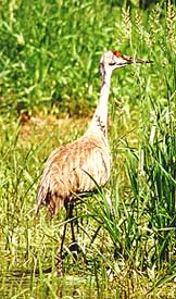 Sandhill Crane