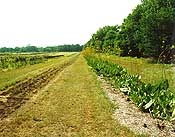 Midewin NTP seedbeds