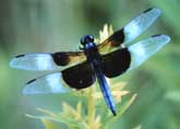 Male Widowskimmer