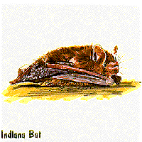 Indiana Bat graphic