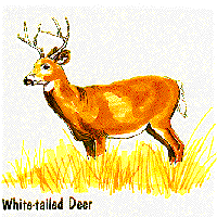 White-tailed Deer graphic