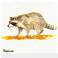 Raccoon grahpic