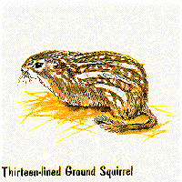Thirten-lined Ground Squirrel graphic