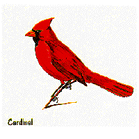 Cardinal graphic