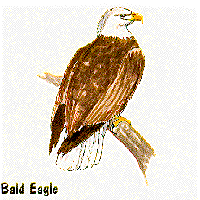 Bald Eagle graphic