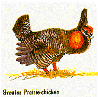 Greater Prairie Chicken graphic