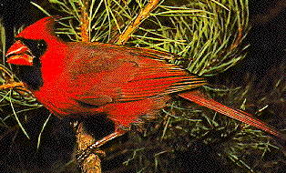 photo of cardinal