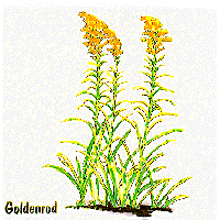 Goldenrod graphic