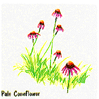 Pale Coneflower graphic