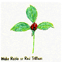 Red Trillium graphic