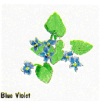 Blue Violet graphic