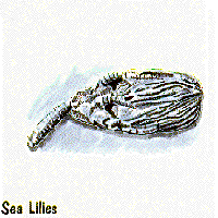 Sea Lilies graphic