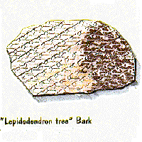 Lepidodendron tree Bark graphic